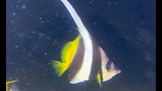 ハタタテダイ LongFin bannerfish Pennant coralfish Heniochus acuminatus [upl. by Ayhtnic14]