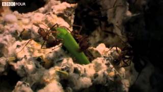 Grasscutter Ants Cultivating Crops  Insect Worlds  Episode 2 Preview  BBC Four [upl. by Llehcar]