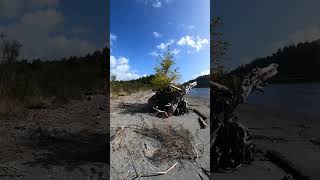 Driftwood that has become home to a Live Spruce tree [upl. by Hameean880]