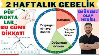 2 Haftalık Gebelik EN KAPSAMLI ANLATIM [upl. by Seidnac973]