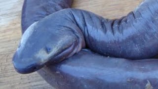 Caecilian  Unusual limbless amphibians in the world [upl. by Marlane]