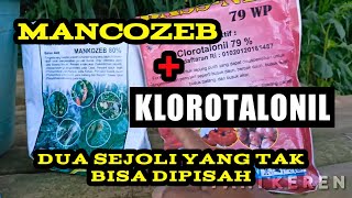 Bagaimana cara bahan aktif MANCOZEB dan CLOROTALONIL bekerja Fungsi dan kegunaan fungisida [upl. by Aileon]