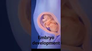 embryo development stages  from 1st month to 9th month journey embryodevelopmentpregnancy [upl. by Rame]