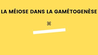 La méiose dans la gamétogenèse [upl. by Aicela334]