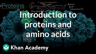 Introduction to proteins and amino acids  High school biology  Khan Academy [upl. by Misty]