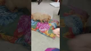 Ada ennada panra 😳😇😇😇thalakanila poyita shortfeed doglover cutecatandpuppyworld funny viral [upl. by Oleg944]