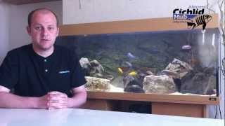 Starter Mbuna List for the Beginner  African Cichlids  Mbuna [upl. by Ecad]