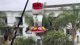 Live Hummingbird Feeder Cam San Diego CA 7172024 [upl. by Cima240]