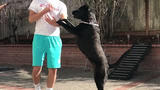 Pitbull Chow Chow Mix Dances with Hooman ❤️ [upl. by Airdnala]