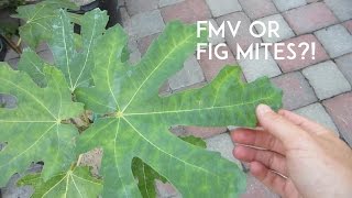 Fig Mosaic Virus or Fig Mites [upl. by Ydnem89]