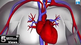 हृदय कैसे कार्य करता है How the Heart Works in Hindi [upl. by Ciri]