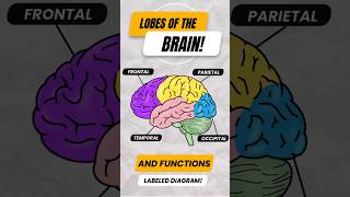 Lobes of the Brain amp Their Functions shorts cerebrum anatomy [upl. by Vincentia304]