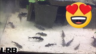 Community Breeding Synodontis Lucipinnis Freshwater Fish How To Easy Method [upl. by Manheim]