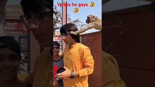 बन्दर ले गया सौरव जोशी का चस्मा🤣🤣sauravjoshivlogshortvideofunny [upl. by Nomrej139]