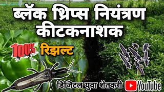 Black Thrips control insecticide🔥Top⬆️5 Thrips control insecticide thrips digitalyuvashetkari [upl. by Scrogan907]