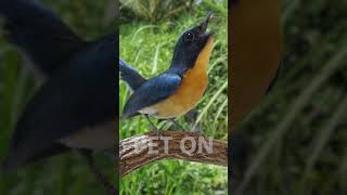 Tickells blue flycatcher Singing E18 birdsinging flycatchers tledekangunung [upl. by Jaworski370]