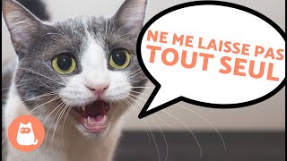 6 SIGNES que VOTRE CHAT se SENT SEUL 😿 À NE PAS IGNORER  ⚠️ [upl. by Damicke45]