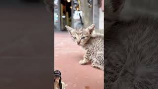 KASIAN ANAK KUCING NYA ⁉️shorts dubbing funny [upl. by Loise]