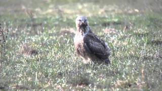 Buse pattue Rauhfussbussard Roughlegged Buzzard  part 8 [upl. by Penhall904]