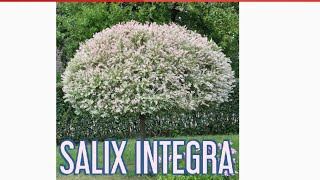 SALIX INTEGRA CUTTINGS amp TRIMING [upl. by Clayson]