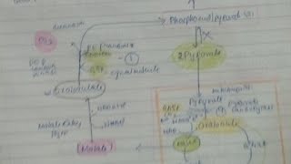 Gluconeogenesis from Pyruvate And Propionyl Coa [upl. by Fleur]