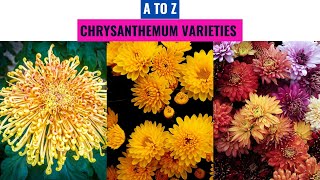 Chrysanthemum Varieties A to Z [upl. by Adel]