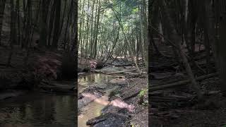 Manistee River Loop camping nature camplife wildernesscamping backpacking hiking michigan [upl. by Camile]