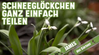 Schneeglöckchen Galanthus ganz einfach vermehren  James der Gärtner [upl. by Esta]