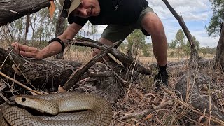 POSZUKIWANIA NIBYKOBRY NAJBARDZIEJ NIEBEZPIECZNEGO WĘŻA AUSTRALII [upl. by Latt97]