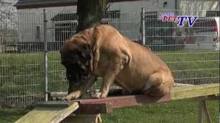 Mastiff Informationen zur Rasse [upl. by Aleehs]