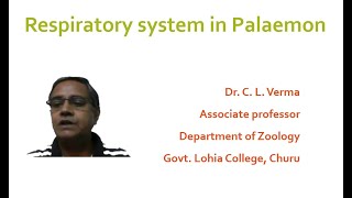 Respiratory system in Palaemon Prawn [upl. by Aramac]