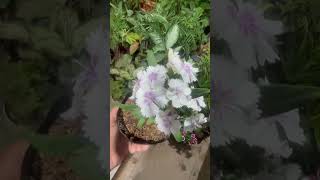 White verbena plant in my terrace garden gardening [upl. by Notecnirp508]