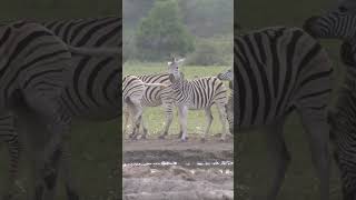 5 Fascinating Facts About Zebras [upl. by Seamus]