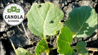 Canola School Planning for flea beetles and grasshoppers without lambdacy again [upl. by Ecnaret]