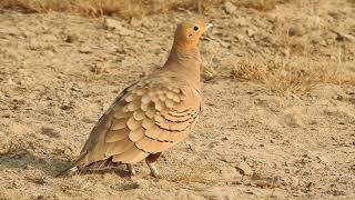 Chestnutbellied sandgrouse call rajasthan india [upl. by Abbub]