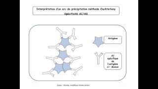 Immunité adaptative vidéo1 AC et LB partie1 TS [upl. by Annoel56]