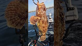 Beautiful Fall Sculpin  Dana Point fishing kayakfishing fish [upl. by Artkele]