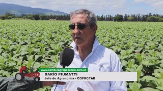 CAMBIO AGROPECUARIO Nº 1402  DARÍO PIUMATTI  Jefe de Agronomía – COPROTAB [upl. by Pearman]