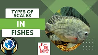 TYPES OF SCALES IN FISHES  scale [upl. by Dace79]