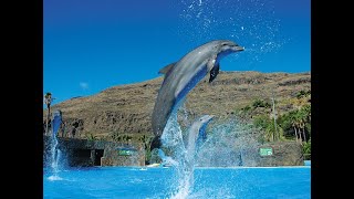 Gran Canaria Palmitos park fantastic dolphin show  фантастическое шоу дельфинов [upl. by Kwang]