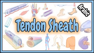 63 Tendon Sheath  Definition  Structure  Functions  تعريف  تركيب  وظائف غمد الوتر [upl. by Pryce]