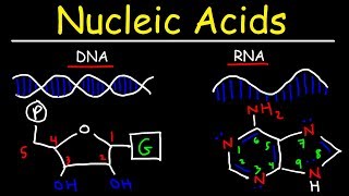 Nucleic Acids  RNA and DNA Structure  Biochemistry [upl. by Sukramaj]