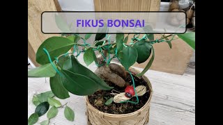 Fikus Bonsai  formowanie i rozmnażanie ficusa drutowanie bonsai [upl. by Ben]