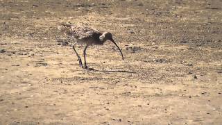 Far Eastern Curlew Numenius madagascariensis [upl. by Krahmer]