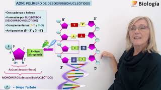 10BiologíaÁcidos nucleicos ADN y ARN [upl. by Gaul997]