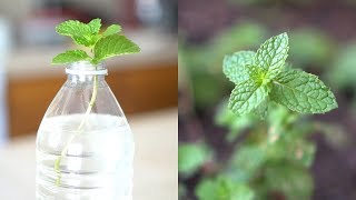 How to Grow Mint from Cutting  Root and Propagate Mint in Water [upl. by Novia245]