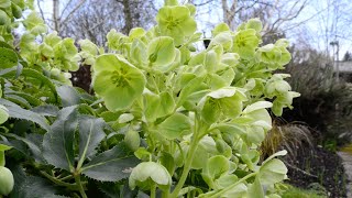 Corsican Hellebore Helleborus argutifolius [upl. by Tuhn448]