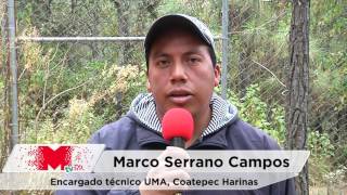 Trabaja UMA Coatepec Harinas para preservar especies en peligro de extinción [upl. by Roberson]