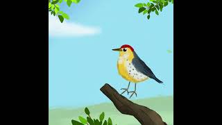 Prothonotary warbler bird illustration animated shorts [upl. by Oisacin737]