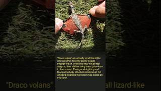 Draco volans animalfacts facts shorts top10amazingfactsoftheworld [upl. by Musette536]